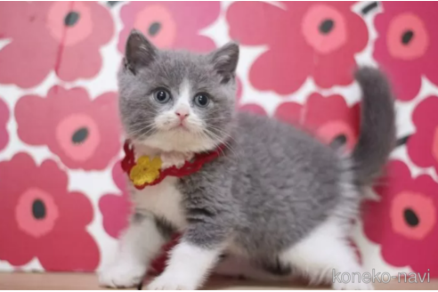 成約済の東京都のブリティッシュショートヘア-100480の5枚目